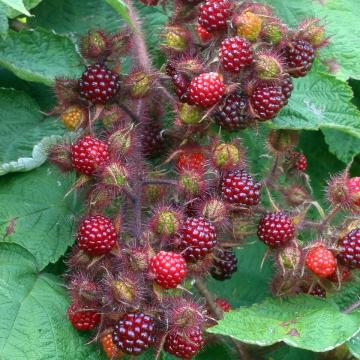 Rubus phoenicolasus