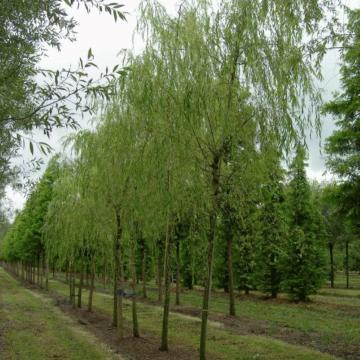 Salix babylonica 