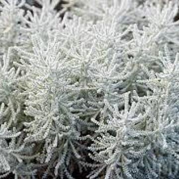 Santolina cham. 'Lambrook Silver'