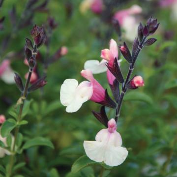 Salvia 'Autumn Moon'
