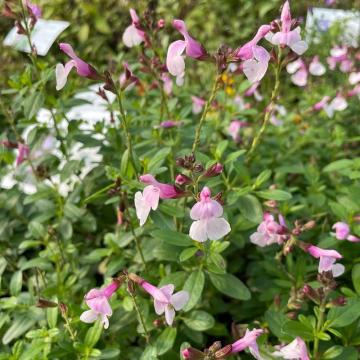 Salvia greggii 'Mirage Soft Pink'