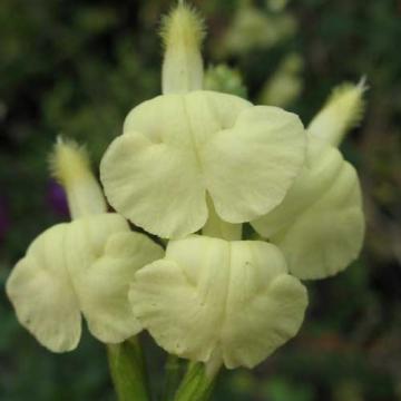 Salvia greggii 'Sungold'