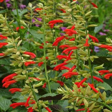 Salvia guarantica 'Tropicolour Sunrise'