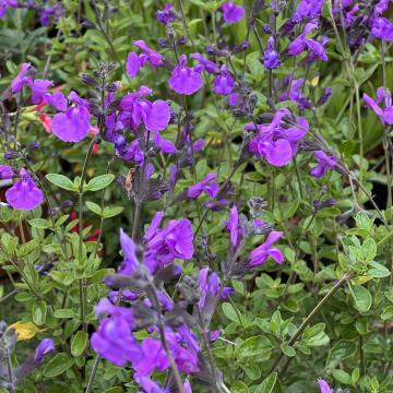 Salvia microphylla 'Purple drops'