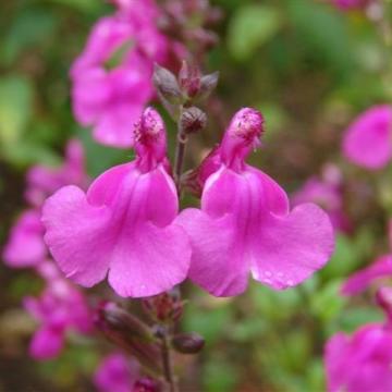 Salvia hybride 'Lararsha'