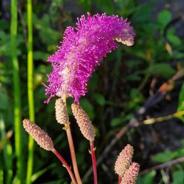 Sanguisorba officinalis 'Lilac Squirrel'