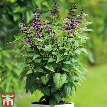 Salvia 'Lake Tahoe' ®