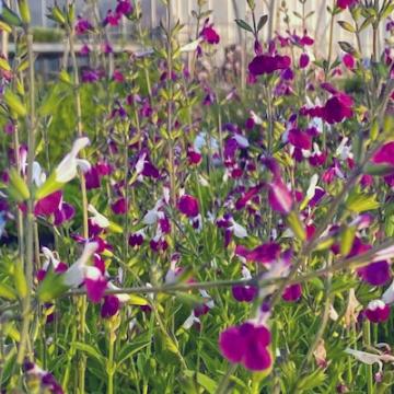 Salvia microphylla Amethyst Lips