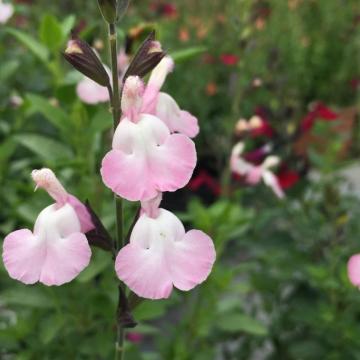 Salvia microphylla 'Anduus'