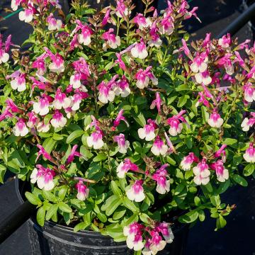 Salvia greggii 'Mirage Violet'