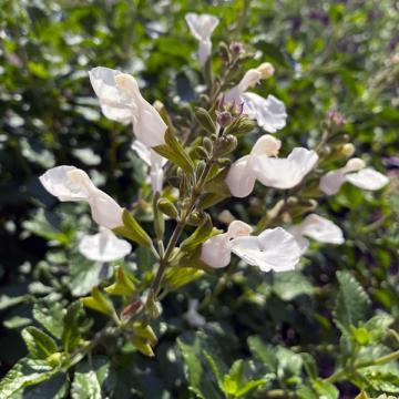 Salvia microphylla 'Gletjser' (Salvino White)