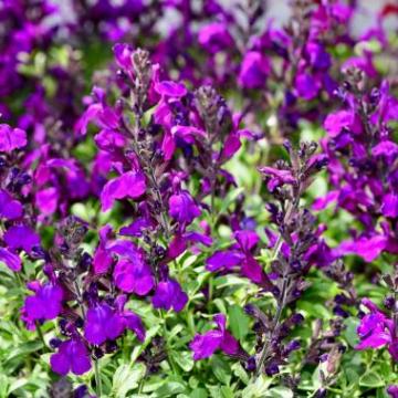 Salvia microphylla 'Violette de Loire'