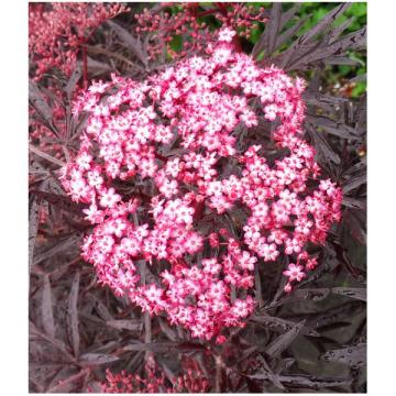 Sambucus nigra 'Cherry Lace'