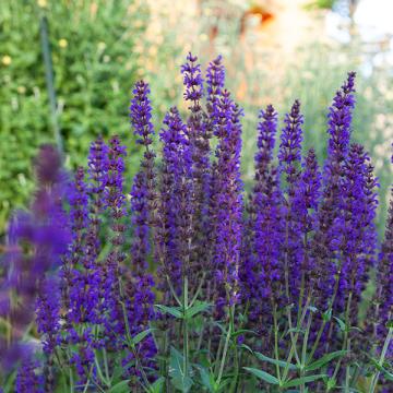 Salvia nemorosa 'Night Field'