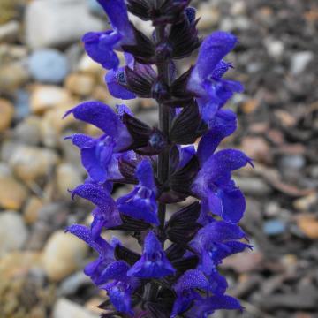 Salvia superba