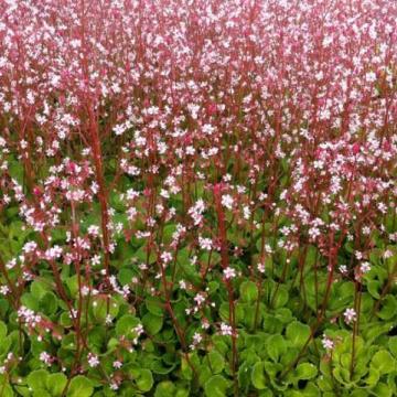 Saxifraga urbium (umbrosa) Saxifraga urbium (umbrosa)