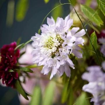 Scabiosa 'Focal Scoop Lavender'