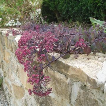 Sedum 'Bertram Anderson'