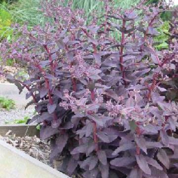 Sedum 'Purple Emperor'