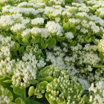 Sedum spectabile 'Iceberg'