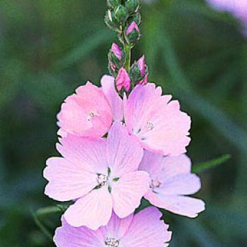 Sidalcea 'Elsie Heugh'