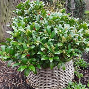 Skimmia japonica 'Finchy'