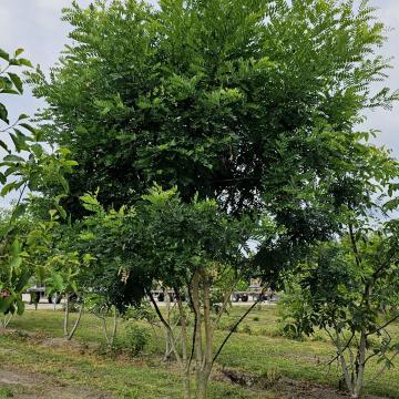 Sophora japonica