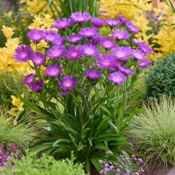 Stokesia 'Amethyst'