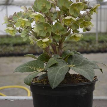 Helleborus x sternii 'Ashwood'
