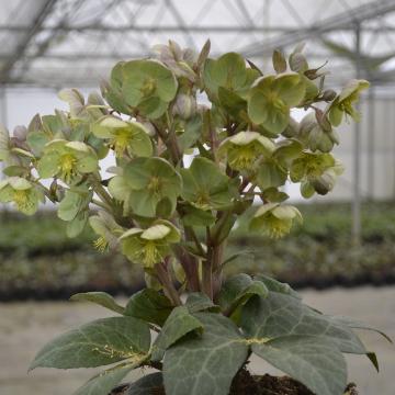 Helleborus x sternii 'Ashwood'