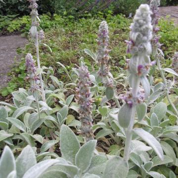 Stachys byzantina Stachys byzantina
