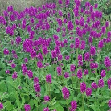 Stachys monieri 'Summer Grapes'