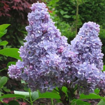 Syringa vulg. 'Carpe Diem'