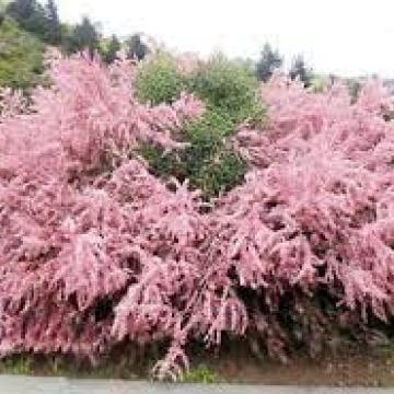 Tamarix ramosissima 'Pink Cascade'