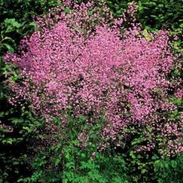 Thalictrum delavayi 'Hewitt's Double'