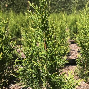 Thuja occidentalis 'Smaragd'