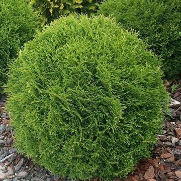 Thuja occidentalis 'Tiny Tim'