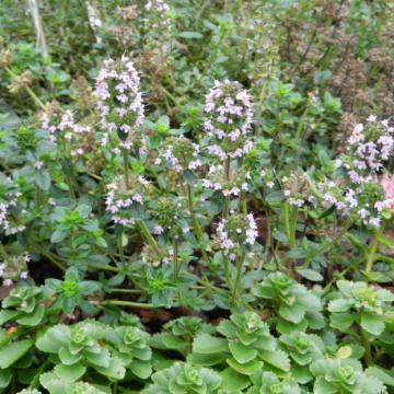 Thymus serpyllum 'Coccineus' Thymus serpyllum 'Coccineus'