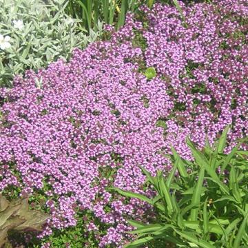 Thymus serpyllum Thymus serpyllum