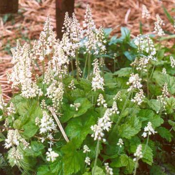Tiarella cordifolia Tiarella cordifolia