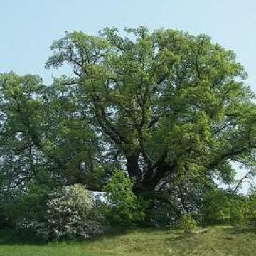 Tilia platyphyllos