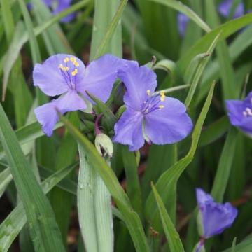 Tradescantia 'Leonora'