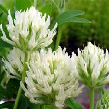 Trifolium ochroleucon
