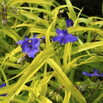 Tradescantia 'Sweet Kate'