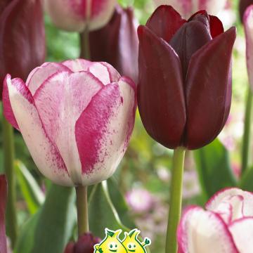Tulpen velvet mix Y
