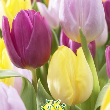 Tulpen parkiet mix Y 