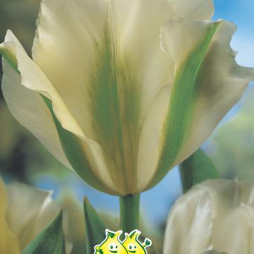Tulip 'Springgreen'