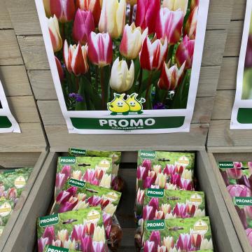 Tulpen surprise mix 