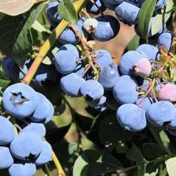 Vaccinium corymbosum 'Bluecrop'