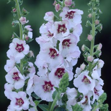 Verbascum 'Lavender Lass'